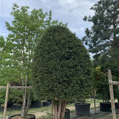 Bienenkorb Nr. HP23-165 5700 - Heimische Eibe - Taxus baccata - Collection