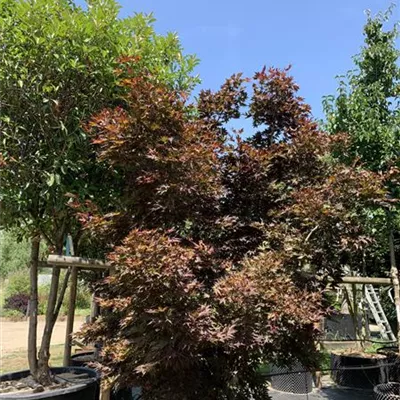 Solitär 275 - 300 25-613 2674 - Roter Fächerahorn 'Bloodgood' - Acer palmatum 'Bloodgood' - Collection