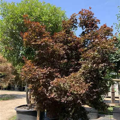 Solitär 275 - 300 25-613 2674 - Roter Fächerahorn 'Bloodgood' - Acer palmatum 'Bloodgood' - Collection