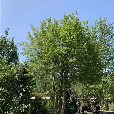 Schirmform 300 x 300 x 150 25-194 4950 - Hainbuche,Weißbuche - Carpinus betulus - Collection
