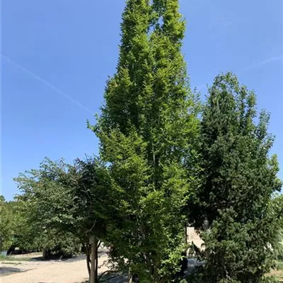 Solitär 500-600 HP24-237 2933 - Pyramiden-Hainbuche 'Fastigiata' - Carpinus betulus 'Fastigiata' - Collection