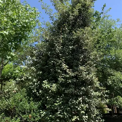 Solitär VP24-8010 2521 - Wintergrüne Ölweide - Elaeagnus x ebbingei - Collection