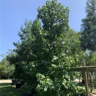 Solitär 250-275 HP24-440 3205 - Amerikanischer Amberbaum - Liquidambar styraciflua - Collection