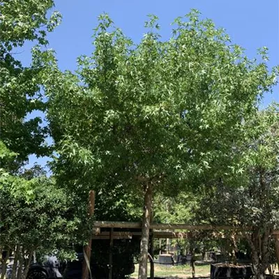 Dachform Nr. 23/24-7E 3750 - Amerikanischer Amberbaum - Liquidambar styraciflua - Collection