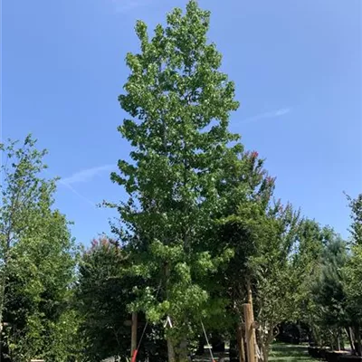 Solitär 600-650 VP24-8021 3729 - Amerikanischer Amberbaum - Liquidambar styraciflua - Collection