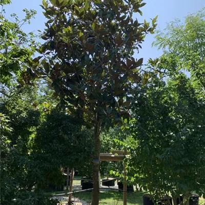 Hochstamm GO24-44 3000 - Baum-Magnolie 'Galissonniere' - Magnolia grandiflora 'Galissonniere' - Collection