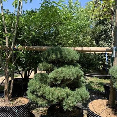 Bonsaiform 80-100 x 100-125 24-E43 2610 - Kugel-Kiefer 'Mops' - Pinus mugo 'Mops' - Collection