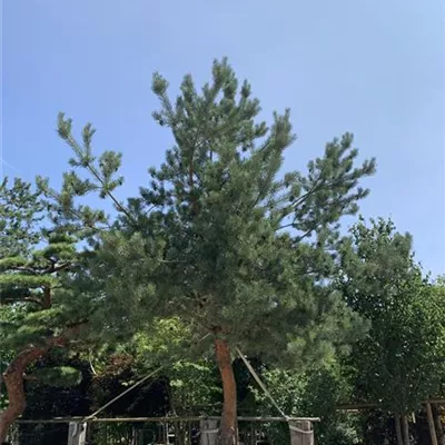 Charakterbaum 40-45 23-74D 6300 - Kiefer - Pinus sylvestris - Collection