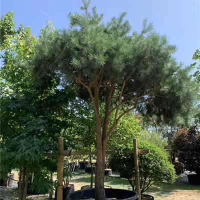 Pinienform 200-300 x 350-400 24-A08 8500 - Kiefer - Pinus sylvestris - Collection