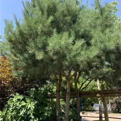 Pinienform 24/25-47A 7350 - Kiefer - Pinus sylvestris - Collection