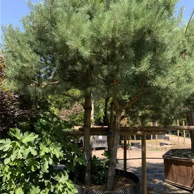 Pinienform 24/25-47A 7350 - Kiefer - Pinus sylvestris - Collection
