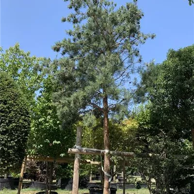 Hochstamm 40-45 24-1250 3700 - Wald-Kiefer 'Glauca' - Pinus sylvestris 'Glauca' - Collection
