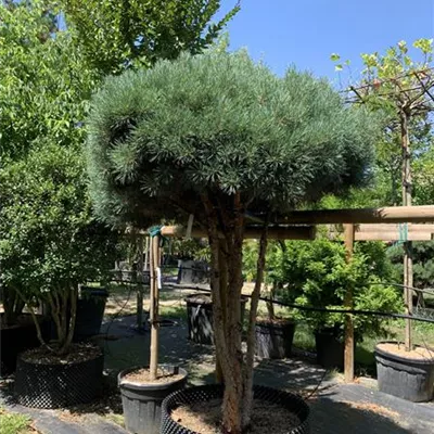Schirmform 125-150 x 200-225 24/25-E12 4130 - Silberkiefer - Pinus sylvestris 'Watereri' - Collection