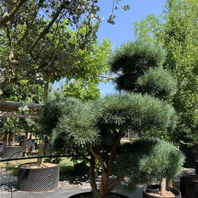 Bonsaiform 150-200 x 175-200 24-E13 4050 - Silberkiefer - Pinus sylvestris 'Watereri' - Collection