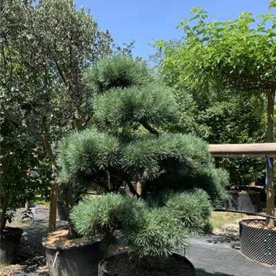 Bonsaiform 150-200 x 175-200 24-E13 4050 - Silberkiefer - Pinus sylvestris 'Watereri' - Collection