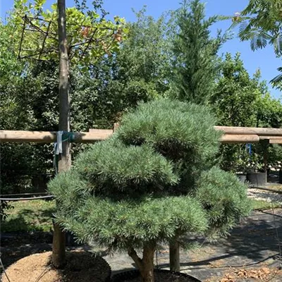 Bonsaiform 125-150 2660 - Silberkiefer - Pinus sylvestris 'Watereri' - Collection