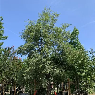 Solitär 550-600 24-8070 6300 - Flaumeiche - Quercus pubescens - Collection