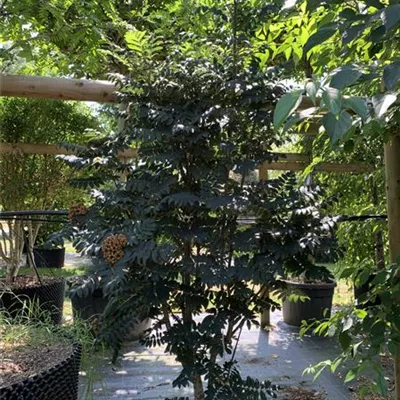 Solitär 24/25-E28 390 - Pyramiden-Eberesche - Sorbus aucuparia 'Fastigiata' - Collection