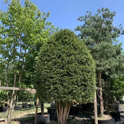 Bienenkorb Nr. HP23-165 5700 - Heimische Eibe - Taxus baccata - Collection
