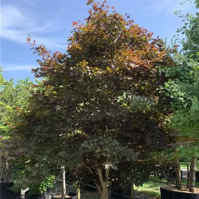 Solitär / EXC 250-275 24-1284 2750 - Roter Fächerahorn 'Bloodgood' - Acer palmatum 'Bloodgood' - Collection