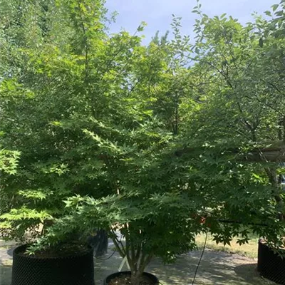 Solitär VK24-013 1185 - Fächerahorn 'Osakazuki' - Acer palmatum 'Osakazuki' - Collection