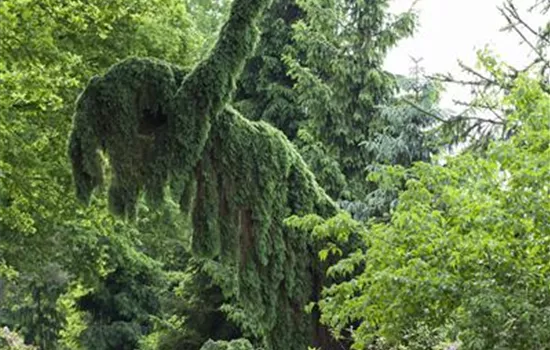 Picea omorika 'Pendula Select'