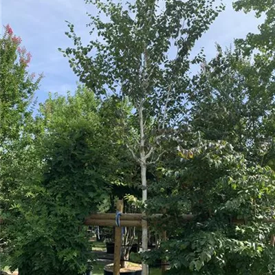 Hochstamm 18-20 HP24-4 823 - Himalayabirke 'Dorenboos' - Betula utilis 'Dorenboos' - Collection