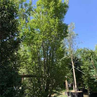 Spalier 350 hoch, 150 breit HP24-225 1800 - Hainbuche,Weißbuche - Carpinus betulus - Collection