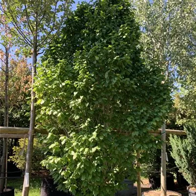 Solitär 300-350 HP24-244 2107 - Säulen-Hainbuche 'Monument' - Carpinus betulus 'Monument' - Collection