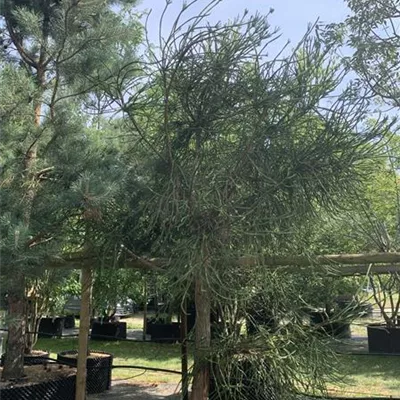 Solitär 300-350 HP24-625 2069 - Sicheltanne 'Araucarioides' - Cryptomeria japonica 'Araucarioides' - Collection