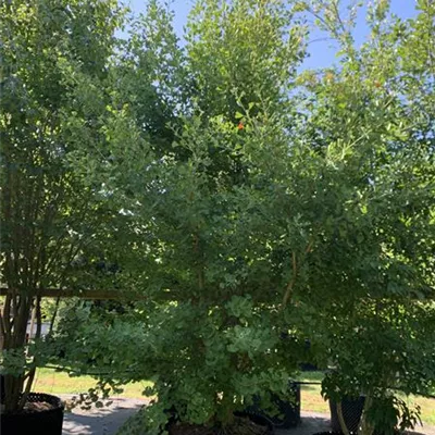 Solitär 300-350 23-31C 1785 - Fächerblattbaum 'Princeton Sentry' - Ginkgo biloba 'Princeton Sentry' - Collection