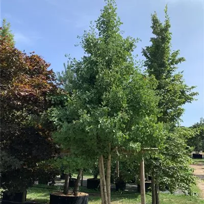 Solitär 300-350 23-30C 1950 - Fächerblattbaum 'Princeton Sentry' - Ginkgo biloba 'Princeton Sentry' - Collection