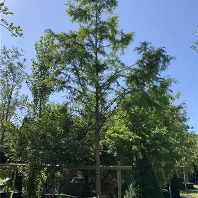 Hochstamm 25-30 HP24-38 2350 - Chinesisches Rotholz - Metasequoia glyptostroboides - Collection