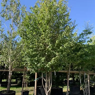Schirmform 150-200 x 300-350 23-93C 3900 - Eisenbaum 'Vanessa' - Parrotia persica 'Vanessa' - Collection