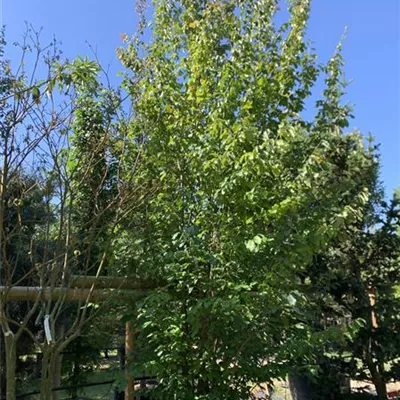Solitär 350-400 HP24-526 1840 - Eisenbaum 'Vanessa' - Parrotia persica 'Vanessa' - Collection