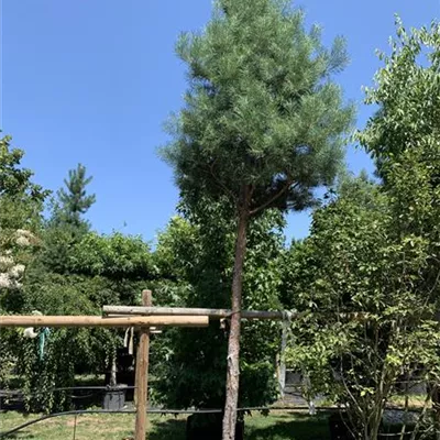 Hochstamm 30 - 35 25-625 2816 - Kiefer - Pinus sylvestris - Collection
