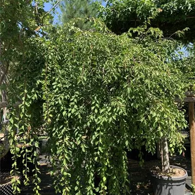 Solitär / EXC 300-350 HP24-544 1770 - Japanische-Hänge-Aprikose - Prunus mume 'Pendula' - Collection