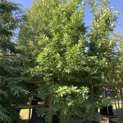 Solitär 25-002 3250 - Flaumeiche - Quercus pubescens - Collection