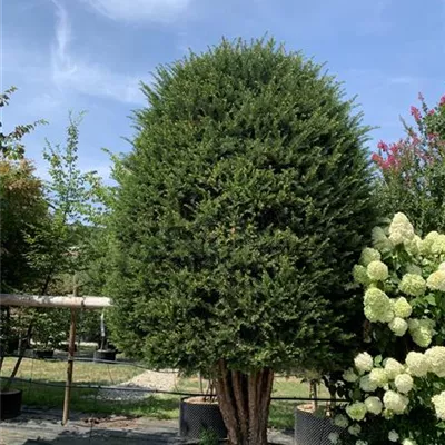 Bienenkorb Nr. HP23-167 5700 - Heimische Eibe - Taxus baccata - Collection