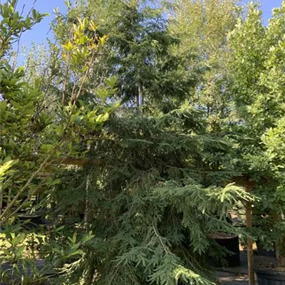 Solitär 300-350 HP24-724 1532 - Kanadische Hemlocktanne - Tsuga canadensis - Collection