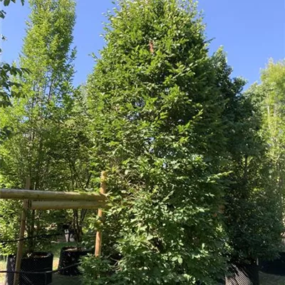 Solitär / EXC 400-450 24-1240 1885 - Hainbuche,Weißbuche - Carpinus betulus - Collection