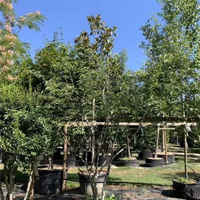 Schirmform 300-350 24-1253 1950 - Kupfer-Felsenbirne - Amelanchier lamarckii - Collection