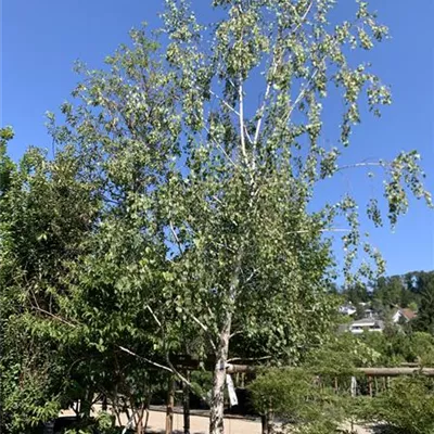 Solitär 600-700 24-1226 1850 - Sandbirke - Betula pendula - Collection