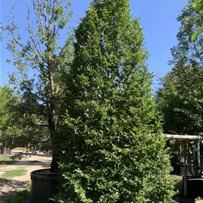 Solitär / EXC 400-450 HP24-226 1885 - Hainbuche,Weißbuche - Carpinus betulus - Collection