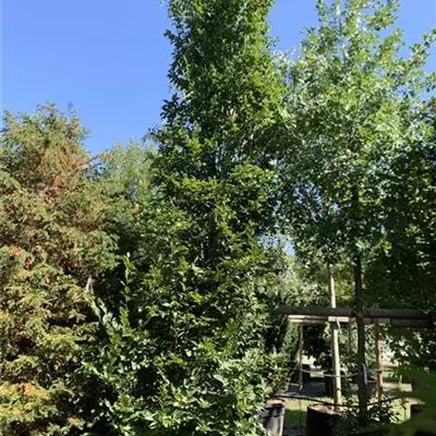 Solitär / EXC 400-450 HP24-228 1885 - Hainbuche,Weißbuche - Carpinus betulus - Collection