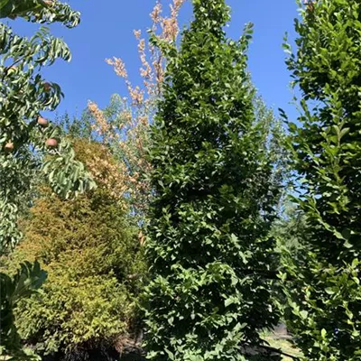 Solitär / EXC 400-450 HP24-231 1885 - Hainbuche,Weißbuche - Carpinus betulus - Collection