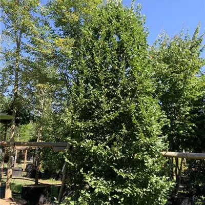 Solitär / EXC 400-450 HP24-232 1885 - Hainbuche,Weißbuche - Carpinus betulus - Collection