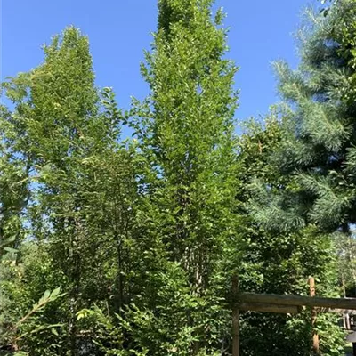 Solitär 500-600 24-1224 2015 - Pyramiden-Hainbuche 'Fastigiata' - Carpinus betulus 'Fastigiata' - Collection