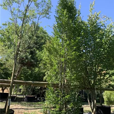 Solitär 25-047 2015 - Pyramiden-Hainbuche 'Fastigiata' - Carpinus betulus 'Fastigiata' - Collection