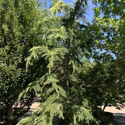 Solitär 275-300 HP24-614 2641 - Himalaya-Zeder 'Golden Horizon' - Cedrus deodara 'Golden Horizon' - Collection